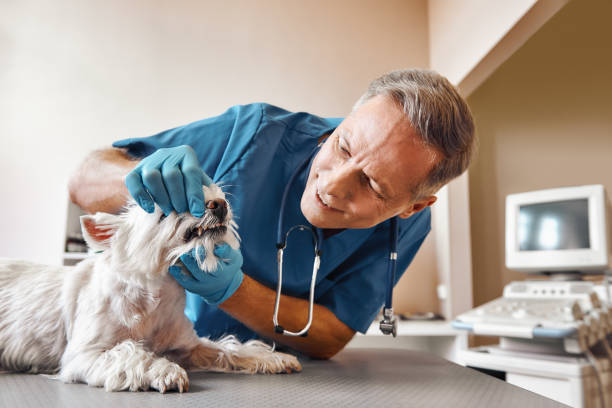 Best Weekend Emergency Dentist in Crawfordville, FL